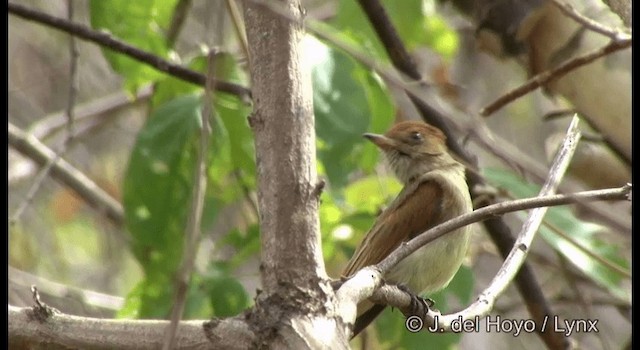 Ash-throated Casiornis - ML201194471