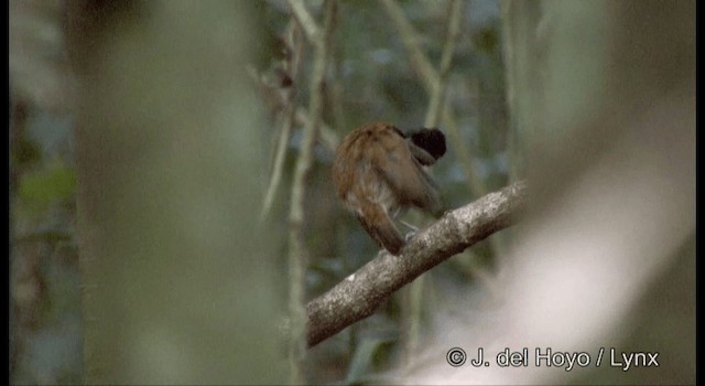 Hooded Gnateater - ML201194491