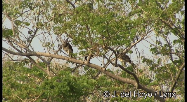 White-bellied Chachalaca - ML201194691