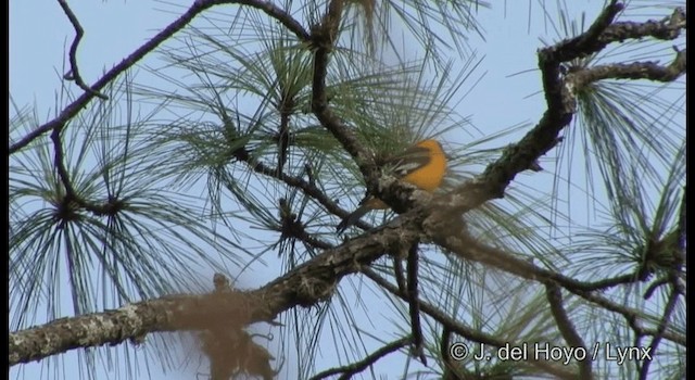 Altamira Oriole - ML201194751