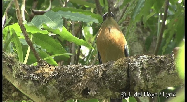 Lesson's Motmot - ML201194771