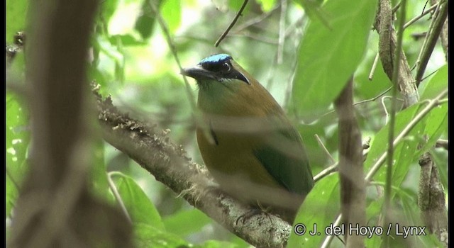 Lesson's Motmot - ML201194781