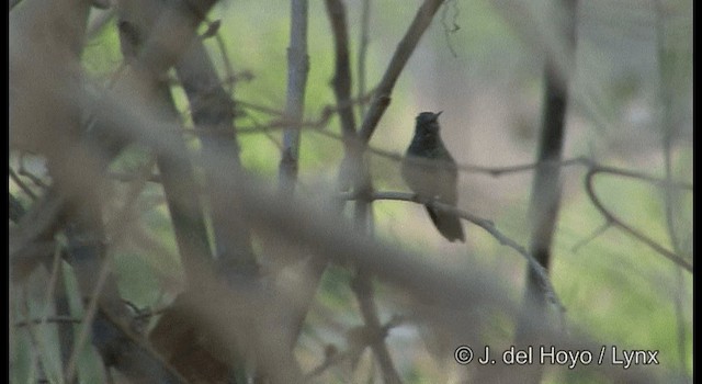 beryllkolibri (devillei gr.) - ML201194801