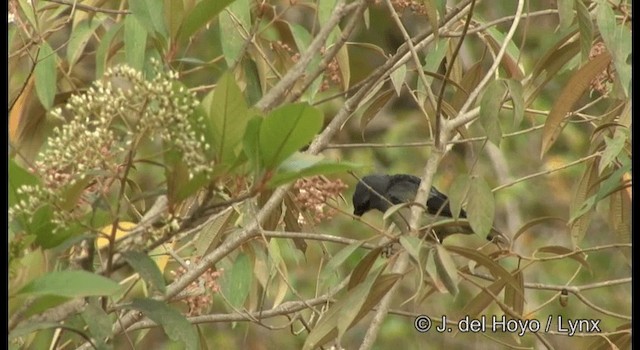 Tangara Aliamarilla - ML201194821