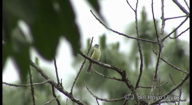 Yellow-olive Flatbill (Gray-headed) - ML201194841