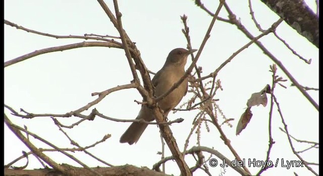 Clay-colored Thrush - ML201194851