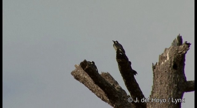 Acorn Woodpecker (Acorn) - ML201194861