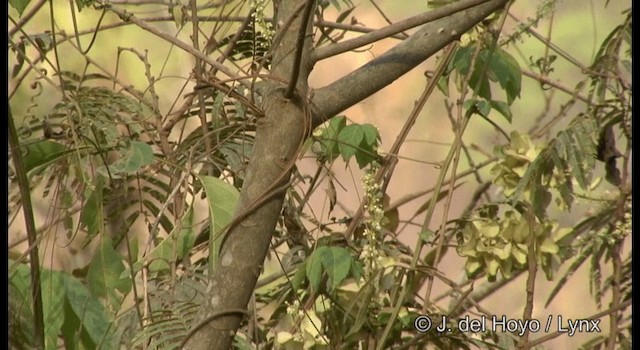 kolibřík Canivetův (ssp. canivetii) - ML201194871