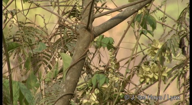 Canivet's Emerald (Canivet's) - ML201194871