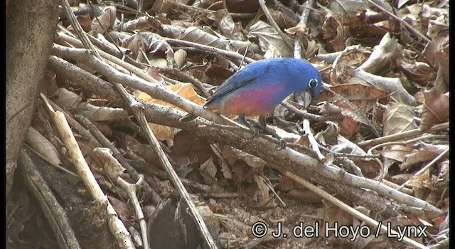Rose-bellied Bunting - ML201194891