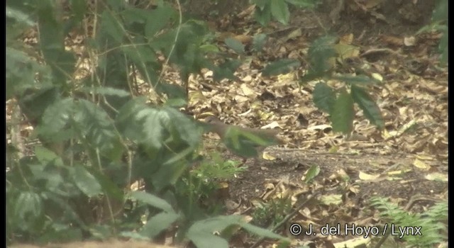 Gray-headed Dove (Gray-headed) - ML201194921