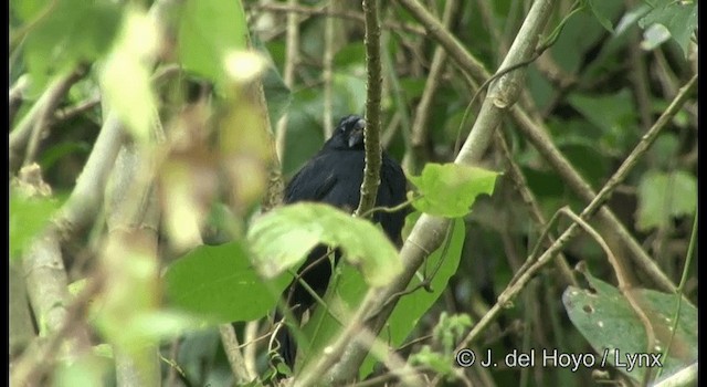 Blue-black Grosbeak - ML201194961