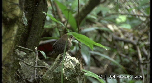 Nava's Wren - ML201194971