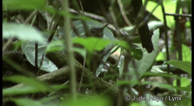 Nightingale Wren - ML201194981