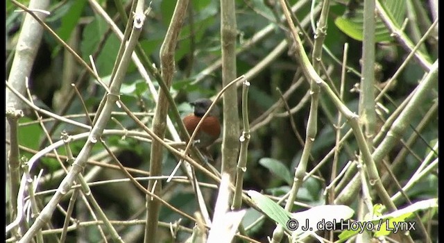 Rufous-breasted Spinetail - ML201194991