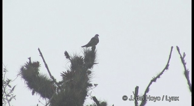 Pigeon à queue barrée (groupe fasciata) - ML201195021