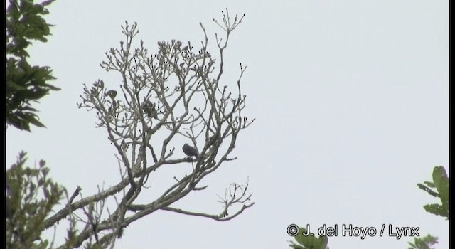 Geai à gorge noire - ML201195041