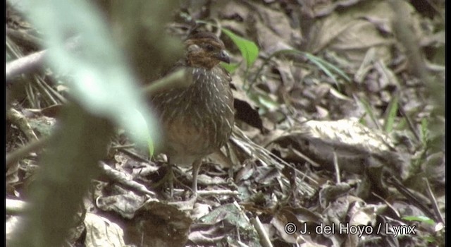 Singing Quail - ML201195051