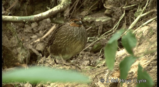 Singing Quail - ML201195061