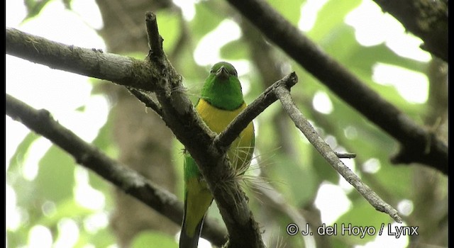 Blue-crowned Chlorophonia - ML201195081