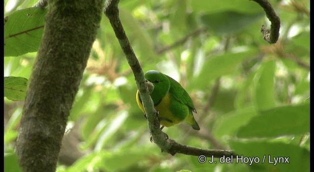 Blue-crowned Chlorophonia - ML201195091