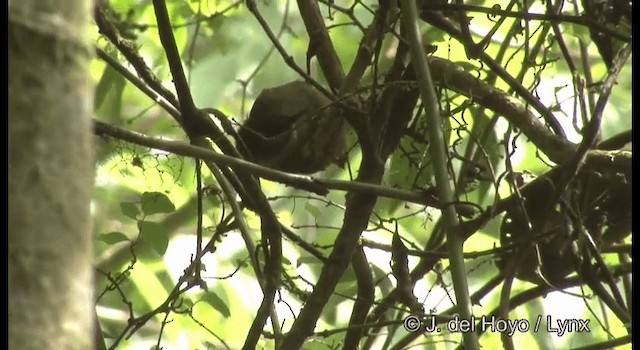 Scaly-throated Foliage-gleaner (Scaly-throated) - ML201195111