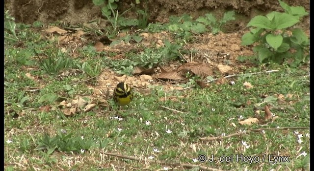 Townsend's Warbler - ML201195121