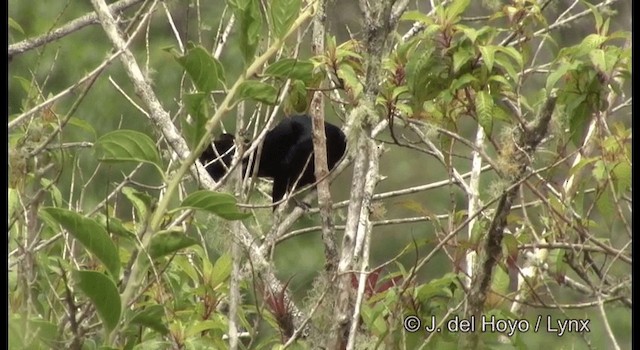 Melodious Blackbird - ML201195131