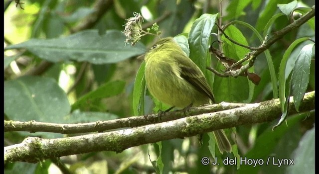 Yellowish Flycatcher - ML201195141