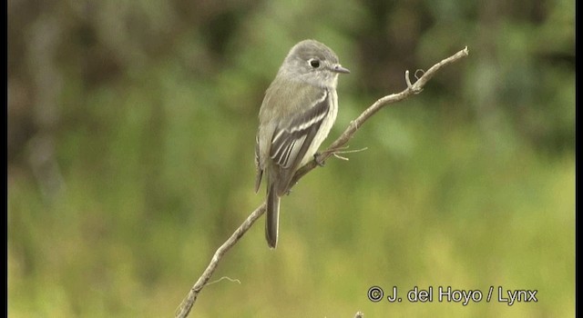 Hammond's Flycatcher - ML201195151