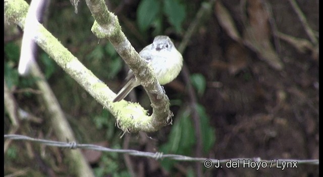 Hammond's Flycatcher - ML201195161