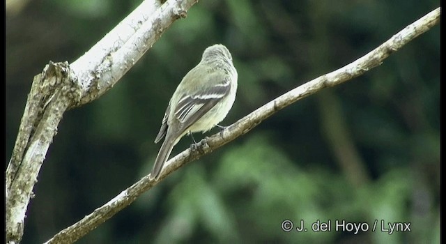 Hammond's Flycatcher - ML201195171