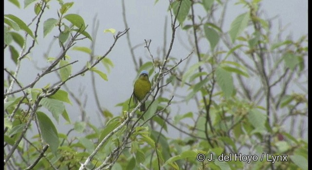 Elegant Euphonia - ML201195181