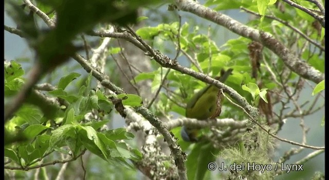 Elegant Euphonia - ML201195191