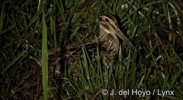 Giant Snipe - ML201195231