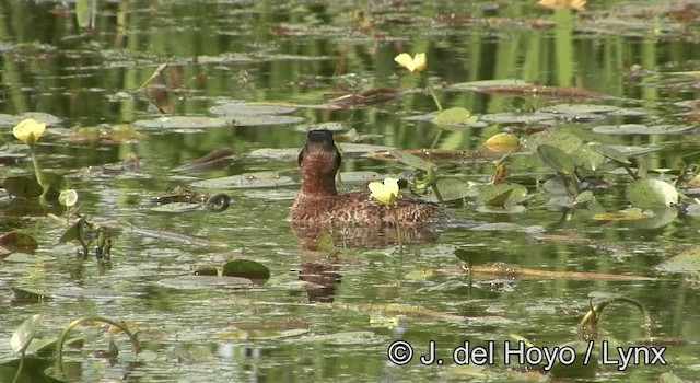 Masked Duck - ML201195281