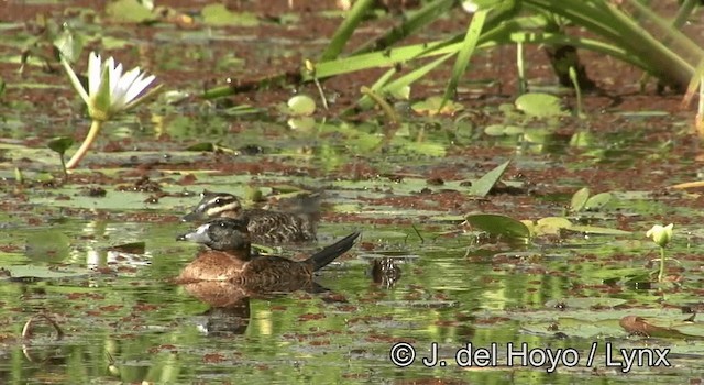 Masked Duck - ML201195291