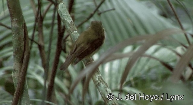 Russet-winged Spadebill - ML201195311