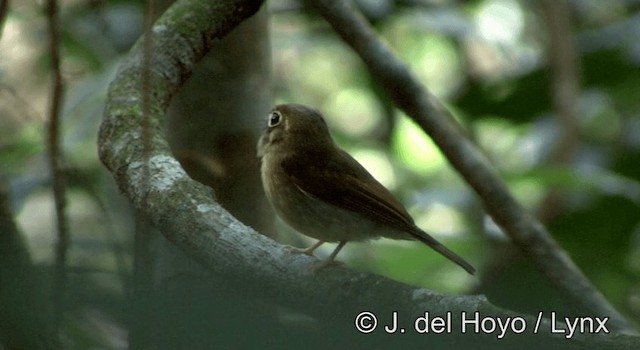 Russet-winged Spadebill - ML201195321