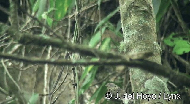 White-lored Warbler - ML201195361