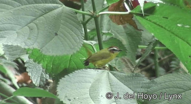 Chestnut-capped Warbler - ML201195381