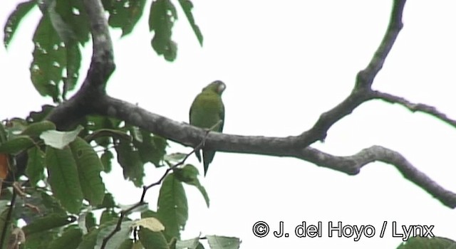 Orange-chinned Parakeet - ML201195391