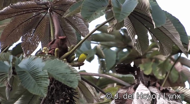 Blue-naped Chlorophonia - ML201195401