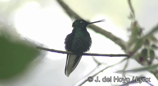 White-tailed Starfrontlet - ML201195411