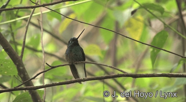 White-tailed Starfrontlet - ML201195421