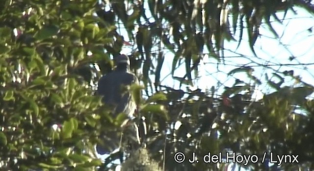 Band-tailed Pigeon (White-necked) - ML201195441