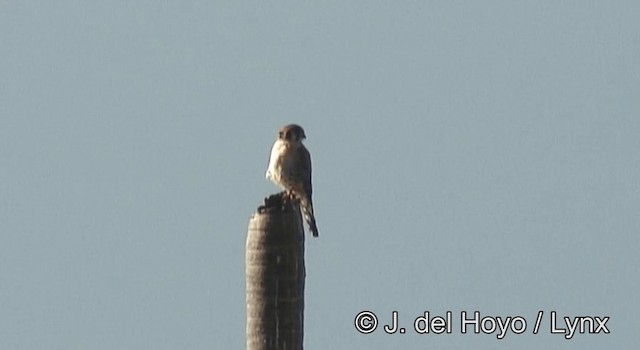 American Kestrel (South American) - ML201195471