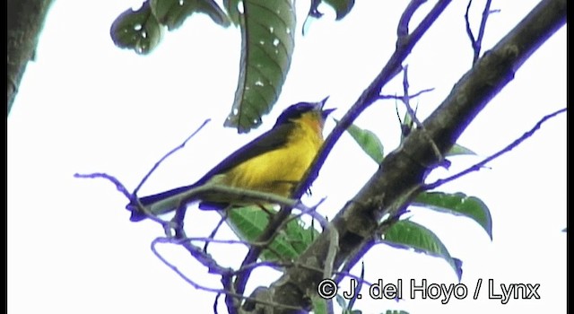 Yellow-crowned Redstart - ML201195491