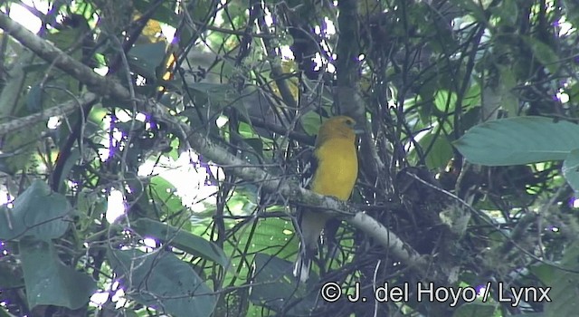 Golden Grosbeak - ML201195501