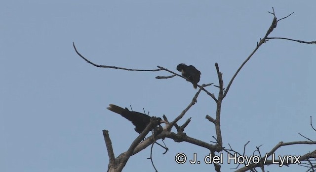 Krähenstirnvogel - ML201195511